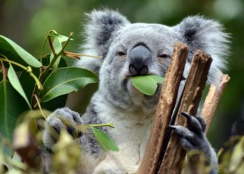 Quel animal mange des feuilles d'eucalyptus ?