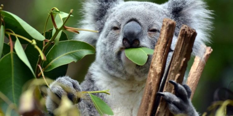 Quel animal mange des feuilles d'eucalyptus ?