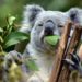 Quel animal mange des feuilles d'eucalyptus ?