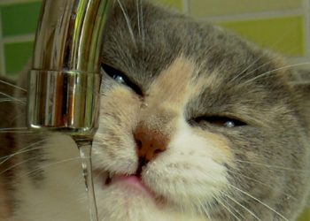 Est-ce que les chats ont un vagin ?