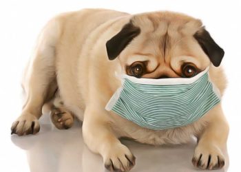 Comment soigner la toux du chenil chez le chien ?