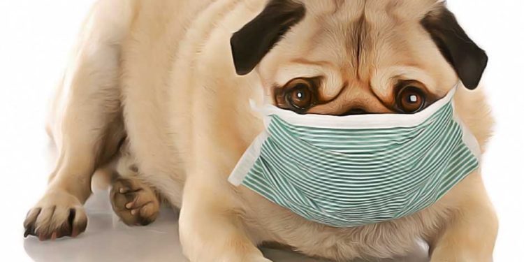 Comment soigner la toux du chenil chez le chien ?