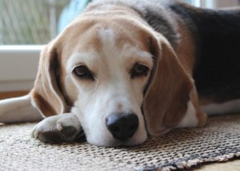 Comment soulager les rhumatismes de mon chien ?