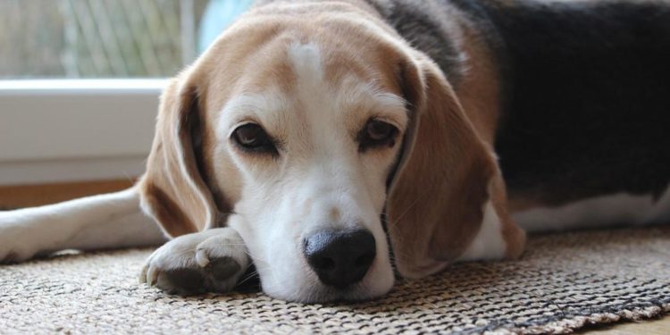 Comment soulager les rhumatismes de mon chien ?