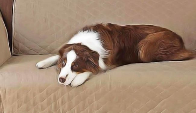 Comment calmer les maux d'estomac d'un chien ?