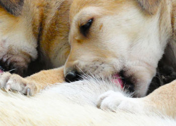 Pourquoi ne pas stériliser sa chienne ?