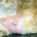 Comment soigner une dermatite chez le chat ?