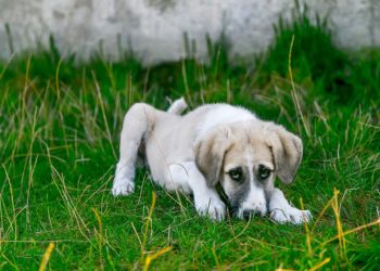 Pourquoi un chien vomit il ?
