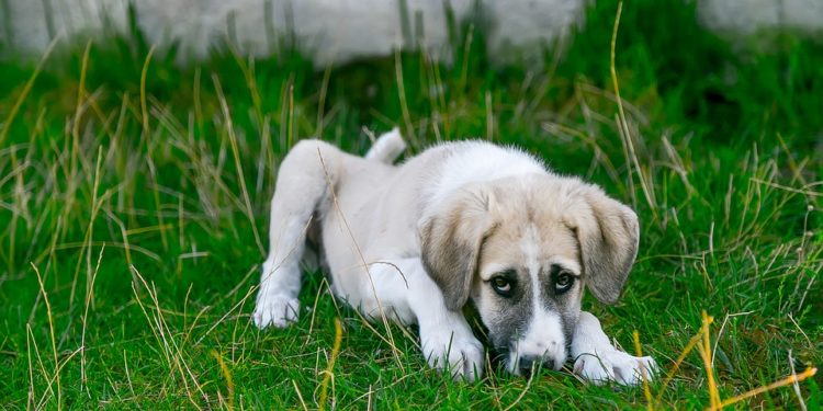Pourquoi un chien vomit il ?