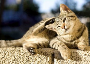 Comment se comporte un chat qui souffre ?