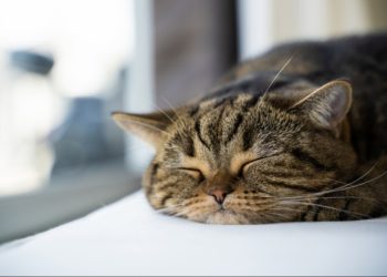 Pourquoi les chats ont des problèmes urinaires ?