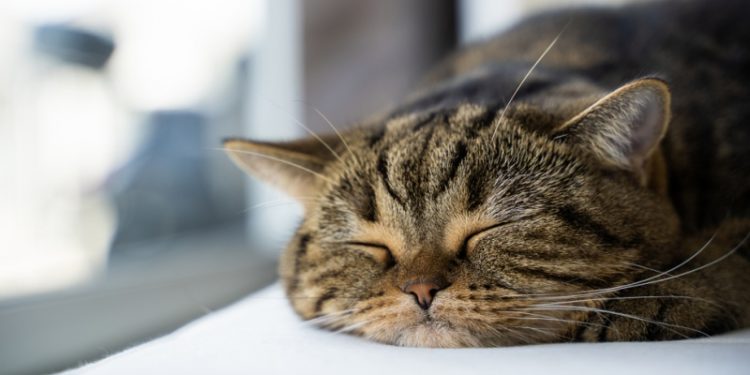 Pourquoi les chats ont des problèmes urinaires ?