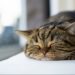 Pourquoi les chats ont des problèmes urinaires ?