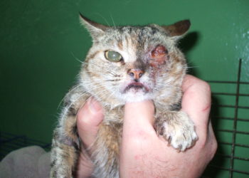 Comment soigner naturellement un chat qui a le coryza ?