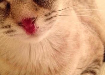 Comment soigner un chat qui respire mal ?