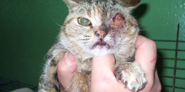 Comment soigner naturellement un chat qui a le coryza ?