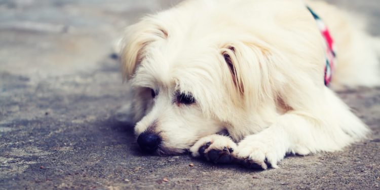 Est-ce qu'on peut donner du Smecta à un chien ?