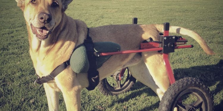 Comment soulager le mal de ventre à mon chien ?