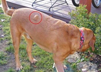 Comment soigner un cancer chez le chien ?