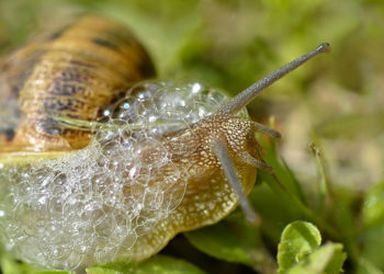 Comment s'accouple les escargot ?