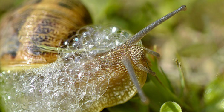 Comment s'accouple les escargot ?