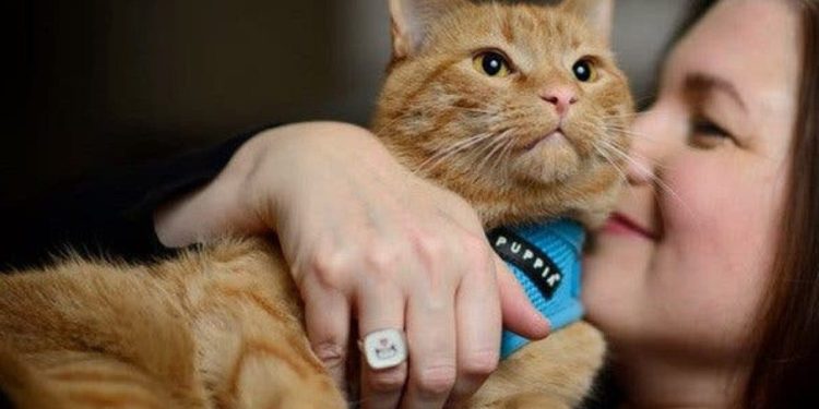 Comment rebooster un chat ?