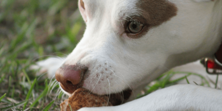 Pourquoi mon chien mange les crottes ?