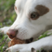 Pourquoi mon chien mange les crottes ?