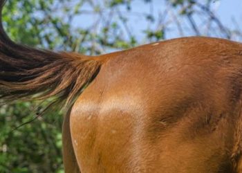 Comment détecter une jument en chaleur ?