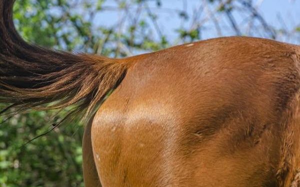 Comment détecter une jument en chaleur ?