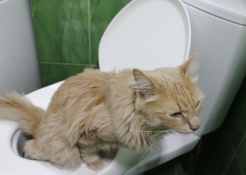 Comment enlever l'odeur d'un chat dans une maison ?