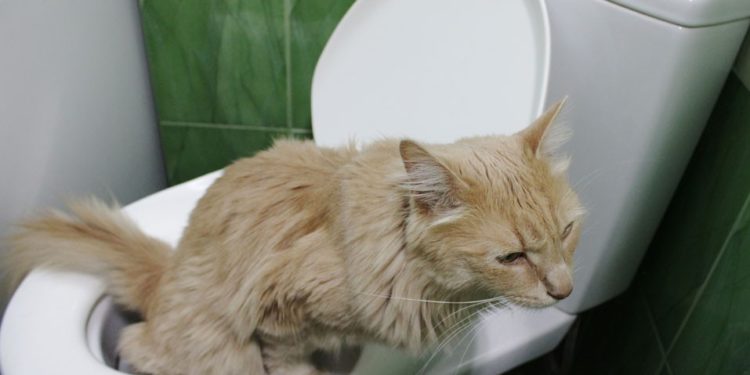 Comment enlever l'odeur d'un chat dans une maison ?