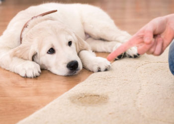 Comment faire pour qu'un chien sente moins mauvais ?