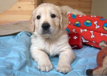 Comment transporter un chiot de 2 mois ?