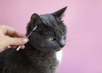 Comment nettoyer les oreilles de son chat ?
