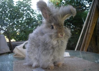 Comment couper les poils d'un lapin nain angora ?
