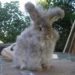 Comment couper les poils d'un lapin nain angora ?