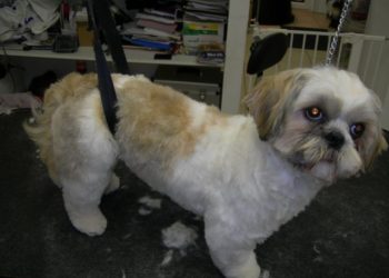 Comment couper les poils de la tête d'un Shih Tzu ?