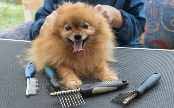 Comment couper les poils d'un Spitz nain ?