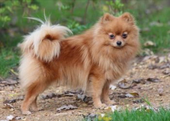 Est-ce que le Spitz nain perd ses poils ?