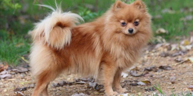 Est-ce que le Spitz nain perd ses poils ?