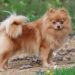 Est-ce que le Spitz nain perd ses poils ?
