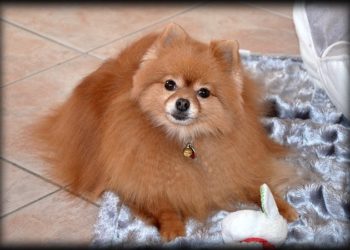 Quelle brosse utiliser pour un Yorkshire ?