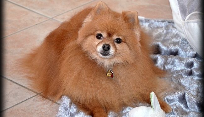 Quelle brosse utiliser pour un Yorkshire ?