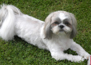 Quel sabot pour tondre un Yorkshire ?