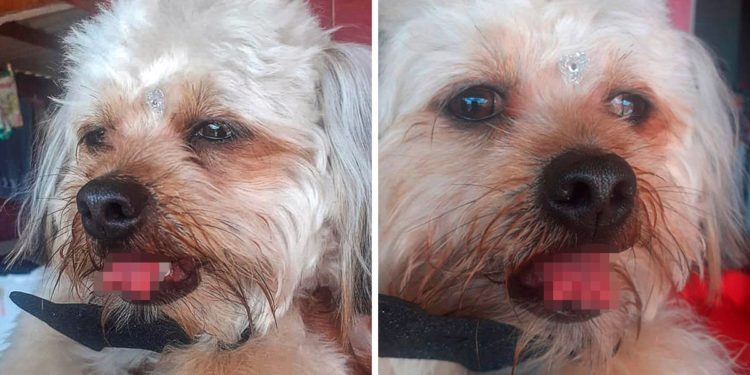 Comment faire pour couper les poils de mon chien ?