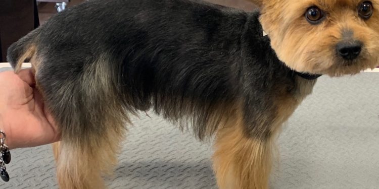 Où faire toiletter son cocker ?