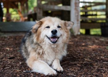 Comment Soigne-t-on la dysplasie ?