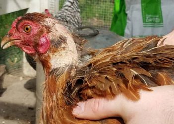 Comment eviter la gale des poules ?
