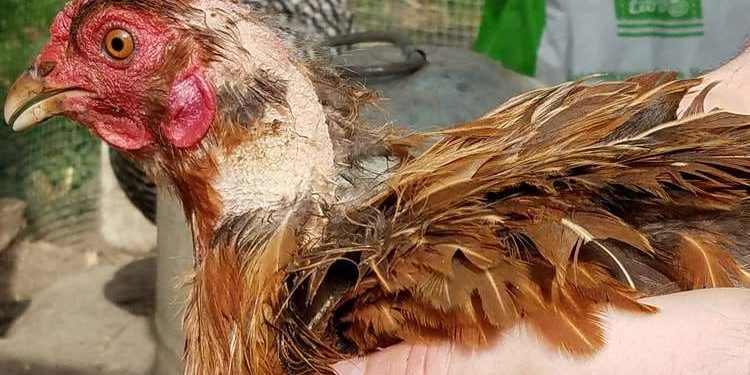 Comment eviter la gale des poules ?